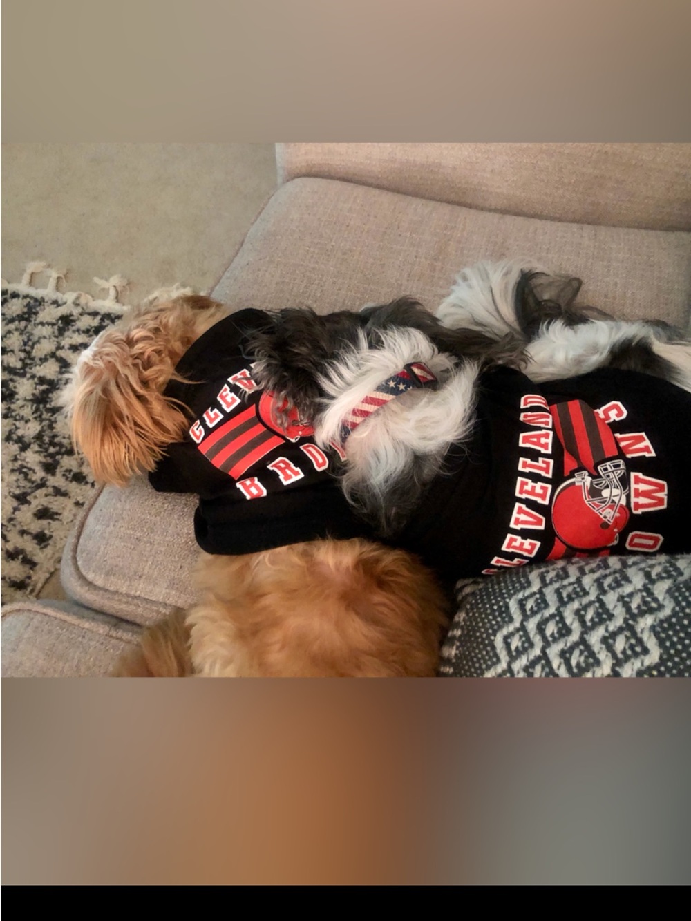 Small Dog Cleveland Browns Shirts - Picture 2 of 2
